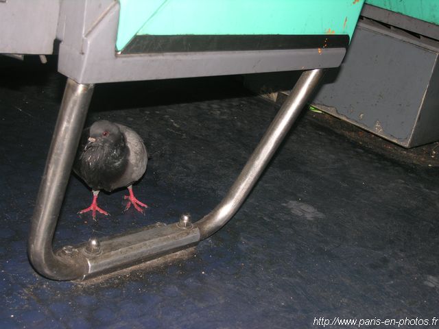 pigeon métro